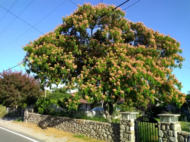 Trees like this mimosa tree require life-long care to survive. Photo by Annemiek Schilder