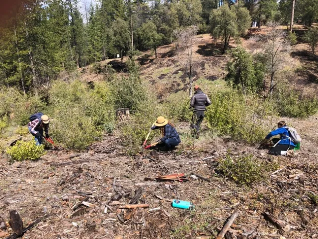 Columbia College Climate Stewards course working to thin live oak regrowth as part of the Columbia College fire fuel reduction project. Credit: Sarah-Mae Nelson