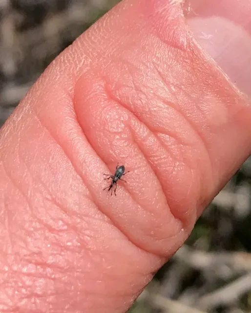 Yellow starthistle rosette weevil. (Photo: Beth Brenneman)