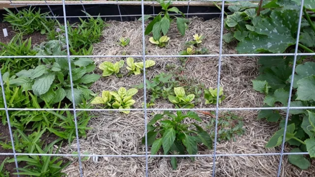 Straw mulch retains moisture