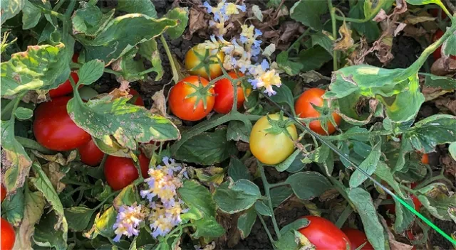 Branched broomrape can be difficult to detect in processing tomato fields due to its small stature. Its extended period of emergence and rapid progression from emergence to flowering (shown here) to having mature seed further complicate control strategies. (Photo credit: Matthew Fatino)