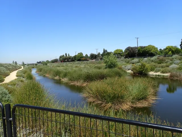 Water surrounds an island of tall green grass under a blue sky.
