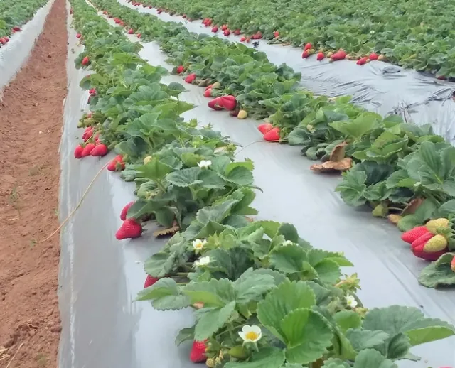 Field of red strawberries