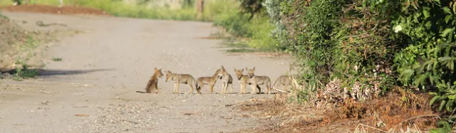 coyotes