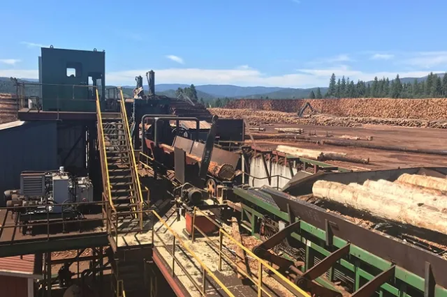 Large logs processed outdoors at a sawmill.