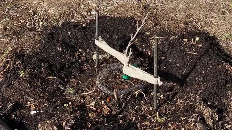 Bare Root planting Kozlowski 2022.01