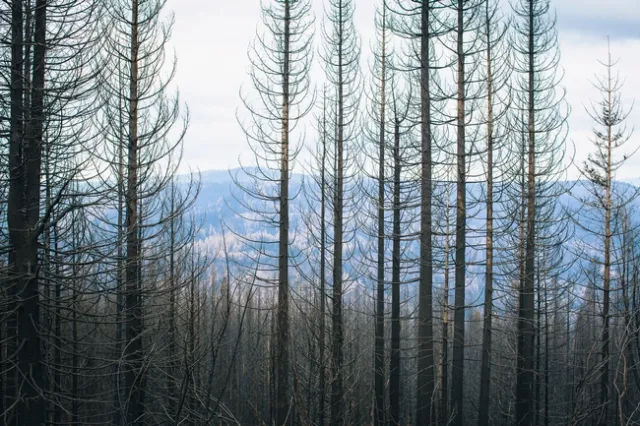 King Fire damage, El Dorado County, Blodgett Research Forest