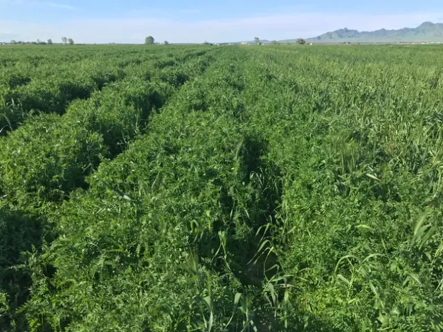 Green field of vetch.