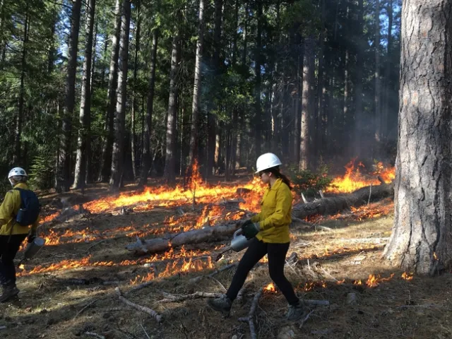 Lighting a prescribed fire. Photo courtesy of Susie Kocher