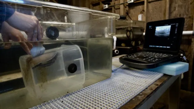 Sara Boles of UC Davis' Bodega Marine Laboratory gives an ultrasound to an abalone as part of efforts to help abalone more successfully spawn for aquaculture and conservation. Photo by Jackson Gross