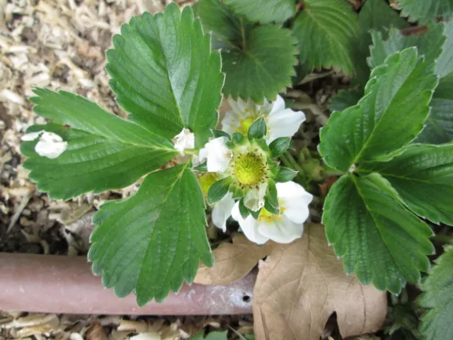 Last Year's Planting now Flowering.