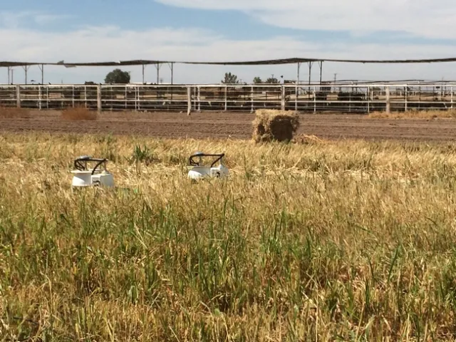Instruments measure soil gas emissions in a field of sudangrass