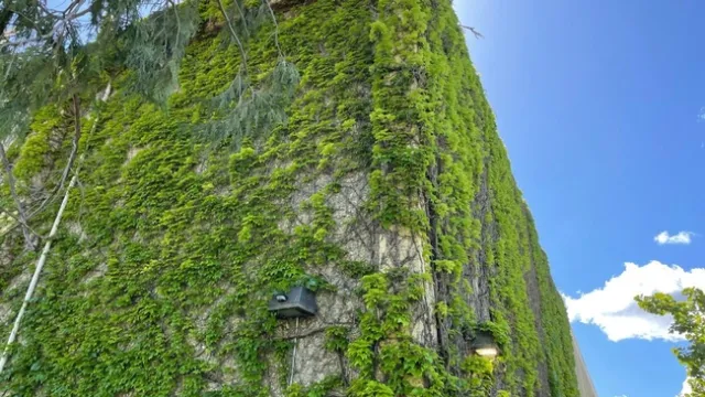 Boston ivy growing at the Hickey Gym on the UC Davis campus