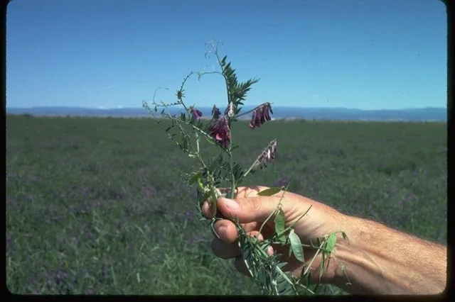 Vetch, Vicia spp., photo UC SAREP.