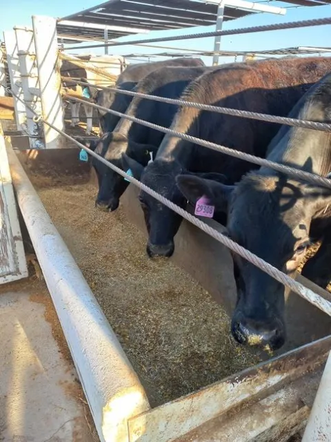 A row of beef cattle feeding from a trough