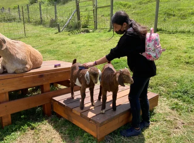 A student pets a goat.