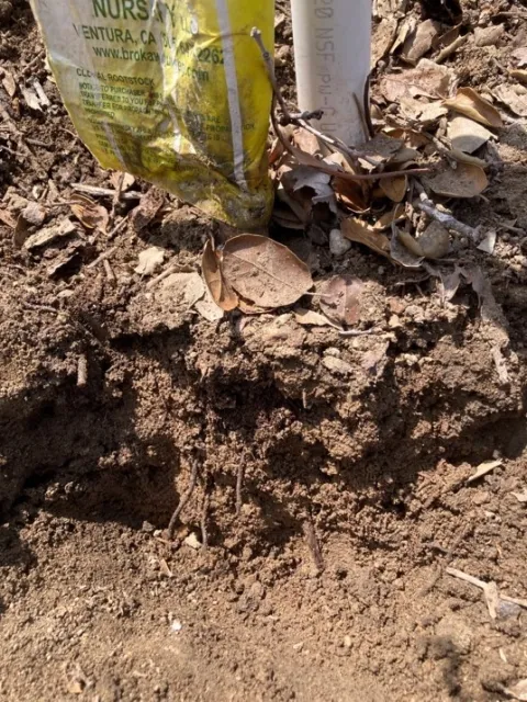 avocado stem buried