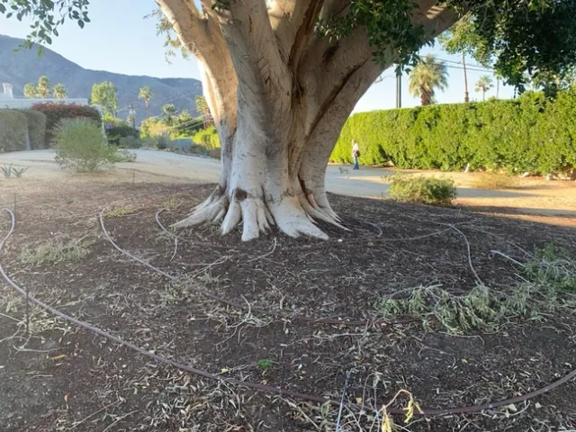 A large tree trunk is encircled by hose.
