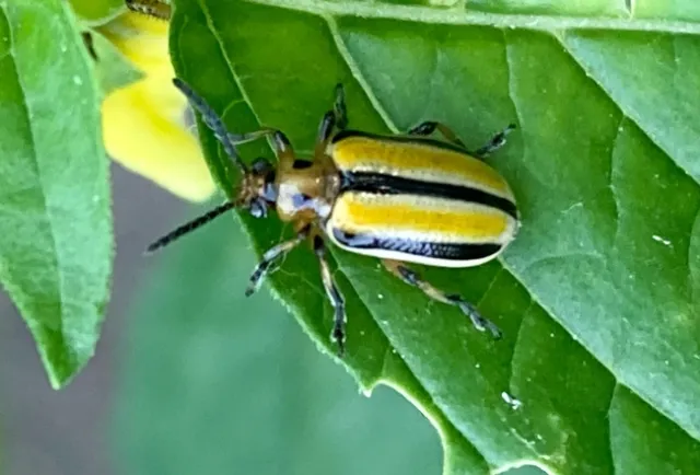 Adult beetle