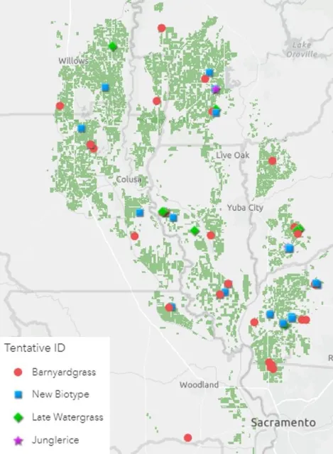 Figure 1. Figure 1. Distribution of Echinochloa spp. samples collected in August and September 2020 from California rice fields. ID = identification