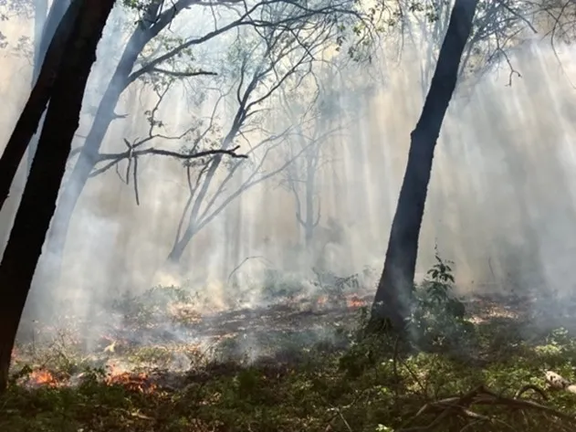Smoke lingers amongst oaks and conifers while pockets of fuel continue to smolder after ignitions. May 2022. Photo by Susie Kocher