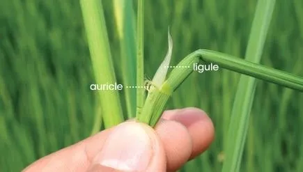 Figure 1. Ligule and auricle on a rice plant. Watergrass species do not have ligules and auricles.
