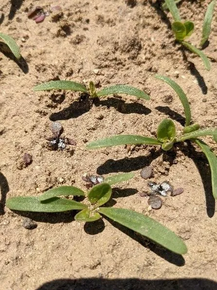 Photo 2. Central growing point of purslane burned by lasers in a highdensity planting of spinach.