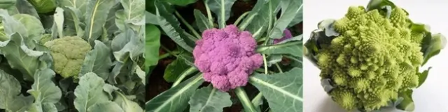 broc-caul-roman