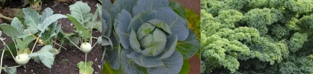 kohl-cab-kale