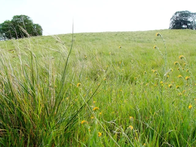 Purple needlegrass in the foreground