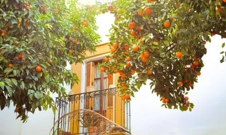 Seville orange