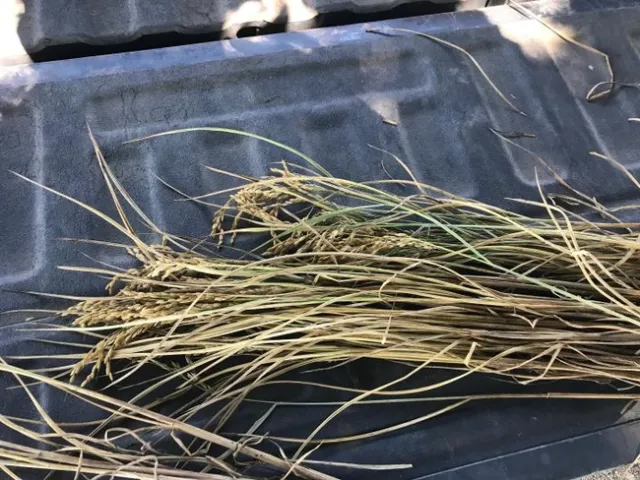 Figure 3. Plants with stem rot turn brown instead of golden when fields are drained, and grains may not fill.