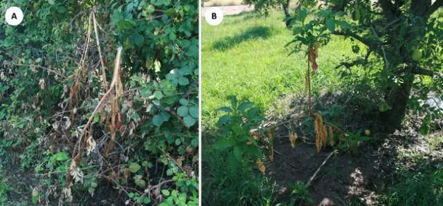 Figure 3. Pokeweed (A) 3 days and (B) 14 days after application of organic herbicide.