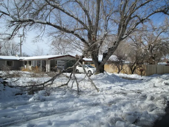 A Failed Mulberry Branch