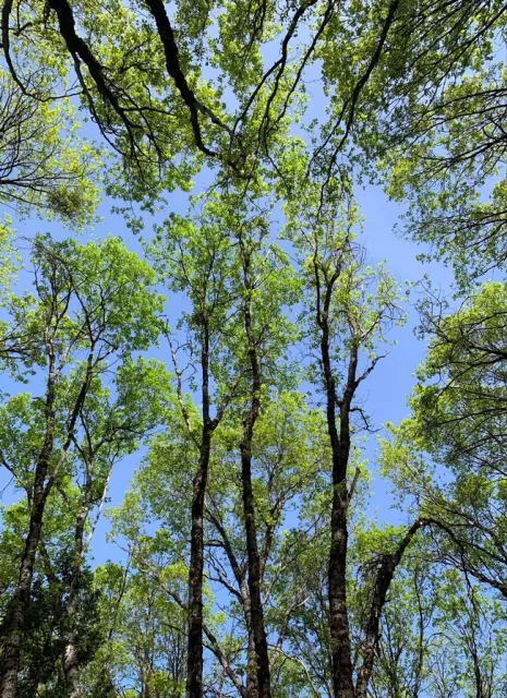 View of Lone Bobcat Woods, Forest Stewardship Placer-Nevada field day. Photo credit: Kim Ingram.