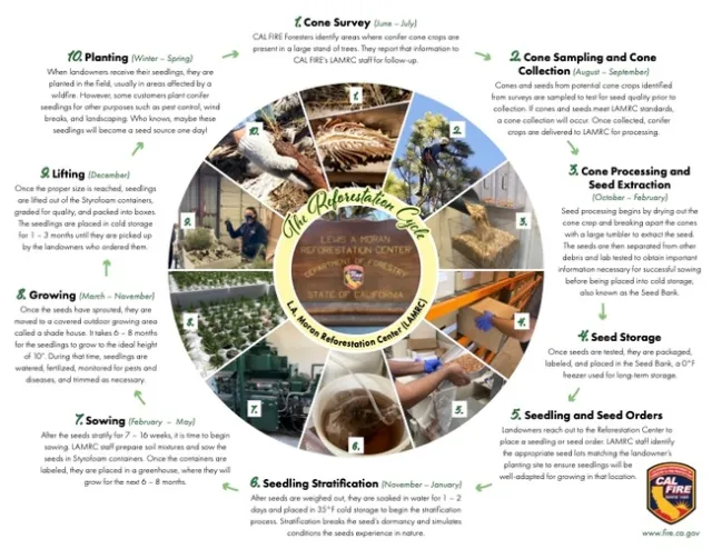Graphic showing the reforestation cycle, and what seasons certain actions must take place in. Source: CALFIRE.