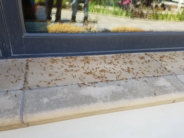 Dead alates, or winged 