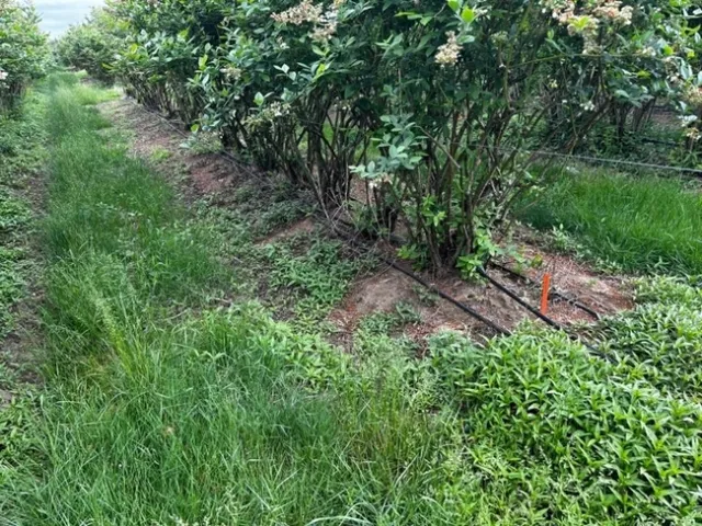 Photo 2. Brake On! (32 fl oz/ac) plus pendimethalin. Five months after treatment.