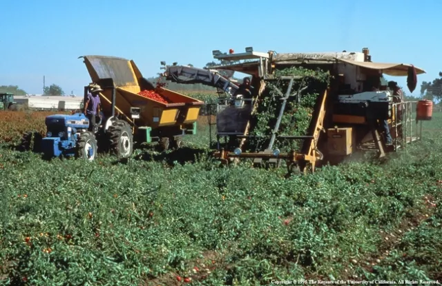 Organic tomatoes are mechanically harvested at West Side Research and Extension Center.