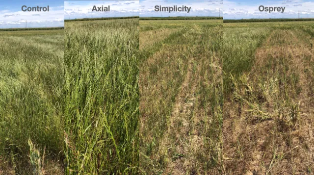 Esparto Italian Ryegrass Plots 2022