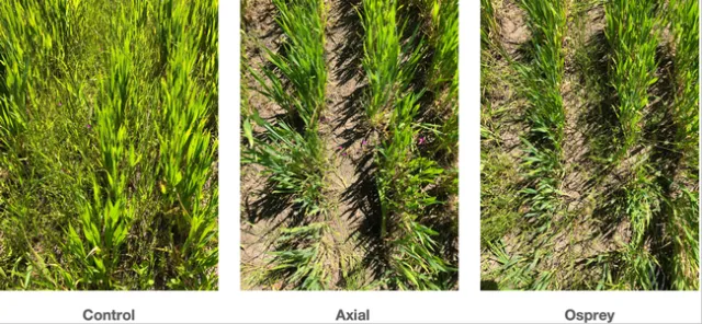 Control Axial Osprey at Bird's Landing