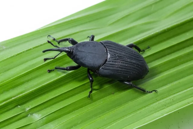 A close up of an adult South American palm weevil on a green leaf.