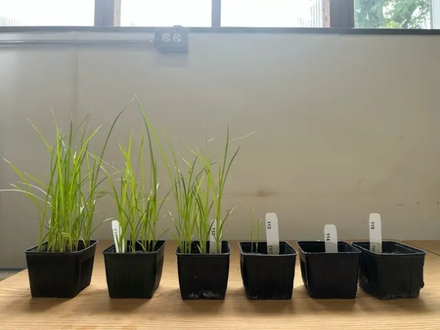 Figure 3: Yellow nutsedge plants 28 days after treatment with increasing rates of Pulse electric field. PEF rates (from left to right) were 0, 15, 30, 60, 125, and 250 J cm^-3.