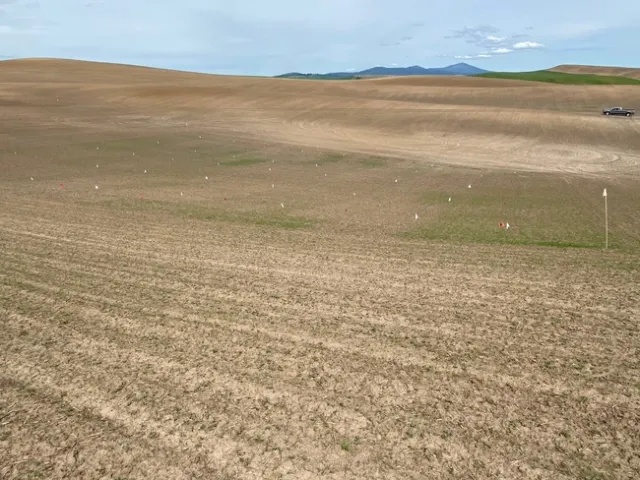 Spring canola and Italian ryegrass emergence in a research study at the Cook Agronomy farm near Pullman in 2022. Greener plots did not receive a preplant herbicide application and have significant Italian ryegrass emergence. The likelihood of selecting a glyphosate-resistant biotype is greater in these greener plots because more plants will be treated with glyphosate, and herbicide resistance is a numbers game, that is, the more plants exposed to an herbicide, the greater the likelihood of having an individual that is resistant to that herbicide.