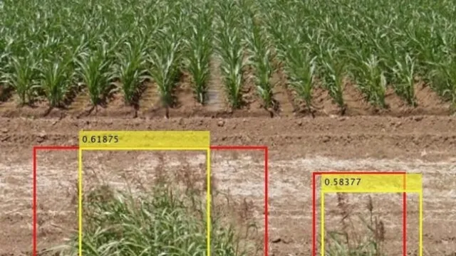 Johnsongrass, far left, captured near a construction site using Google Street View. (Mohsen Mesgaran/UC Davis)