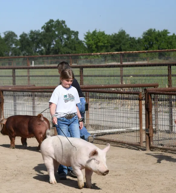 LA 2023 pig showmanship girl (2)