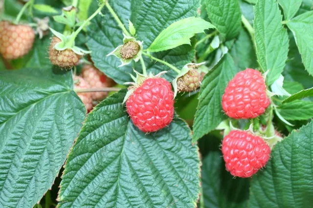 Red raspberries growing on a bush.