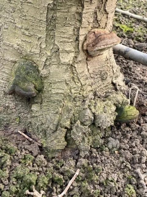 Almond rootstock with both crown gall and Ganoderma