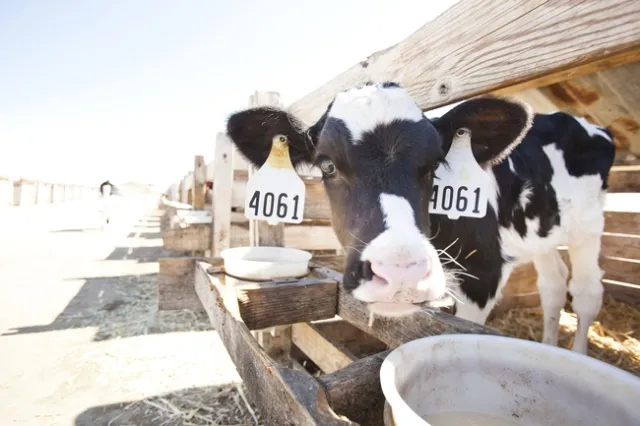 Dairy calf looks directly at the camera