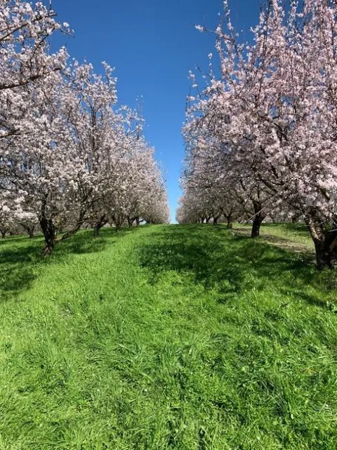 Grassy, green cover crop grows between rows of blooming Burroughs orchard.